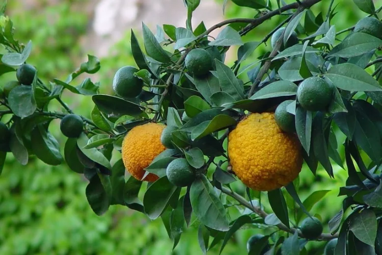 Facts About The Bitter Orange