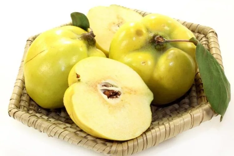 Facts About Chaenomeles
