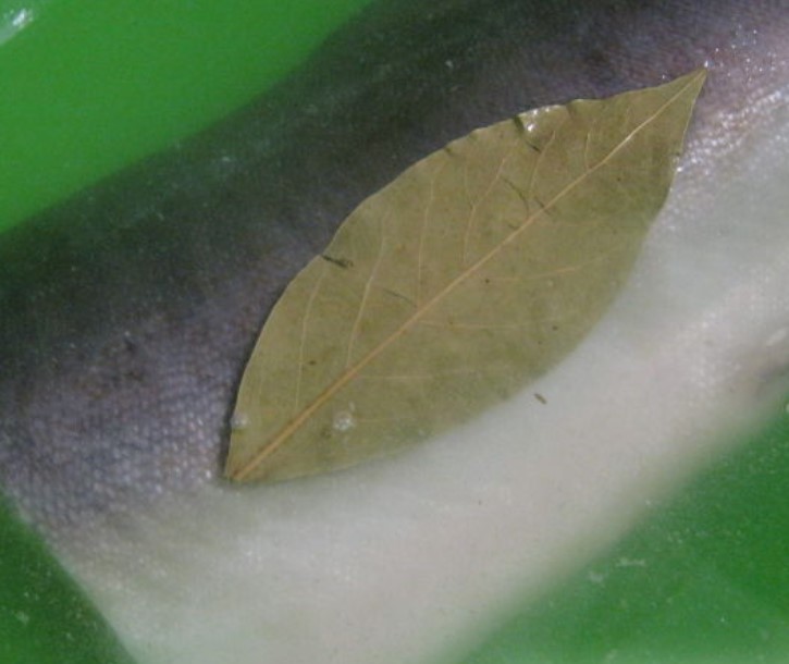 Pink Salmon step 3