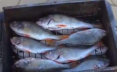 Delicious Hot Smoked Fish step 7