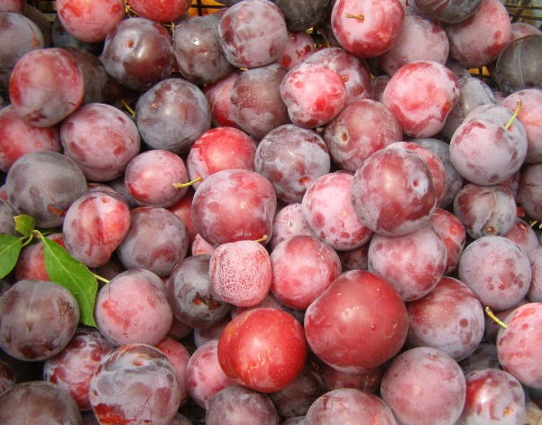 Plum Pastila