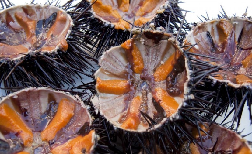 Sea ​​Urchin