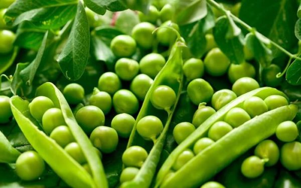 20 Interesting Facts About Peas