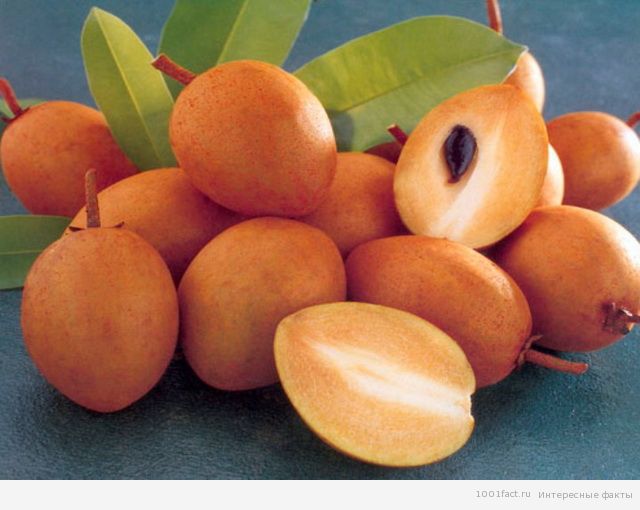 Facts About Sapodilla