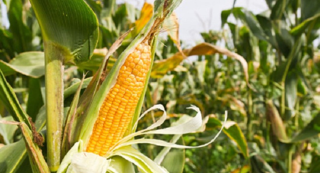 Facts About Corn