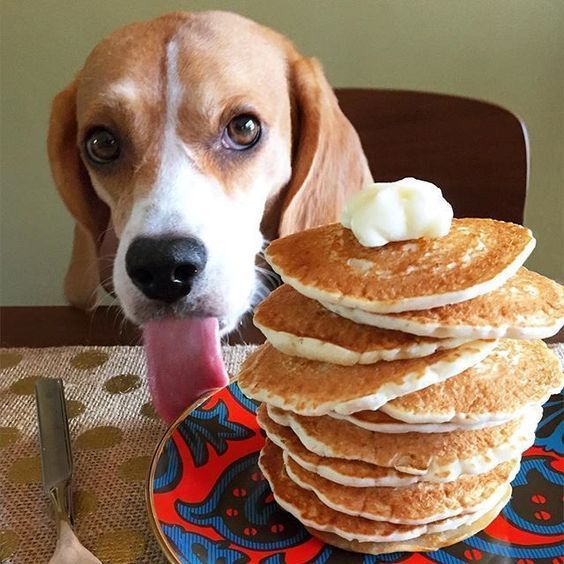 Feeding Beagle Puppies