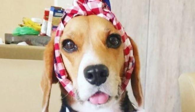 Feeding Beagles with Dry Food