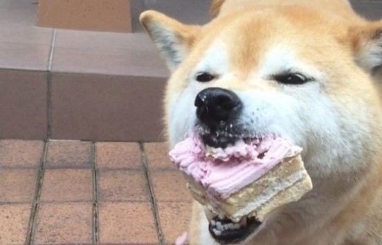 14-hilarious-food-memes