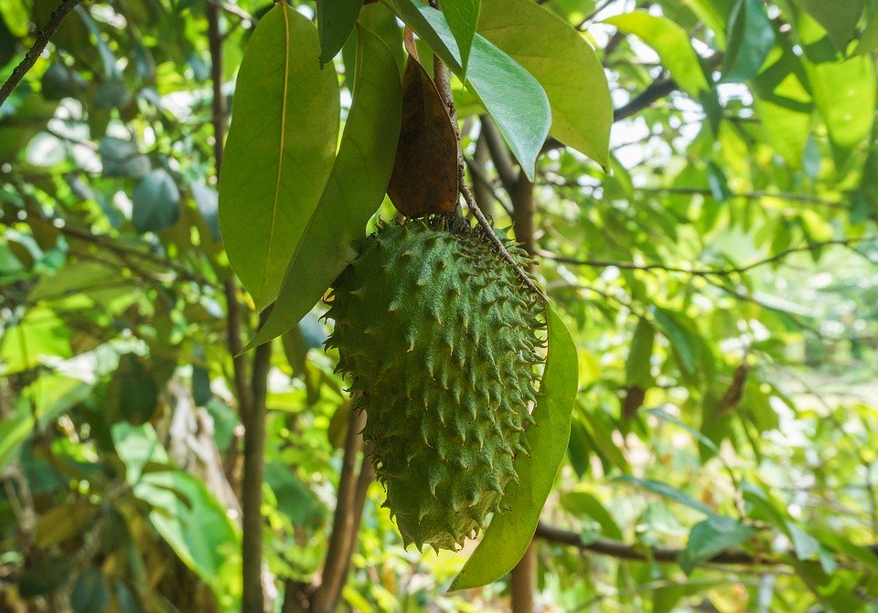 Facts About Annona