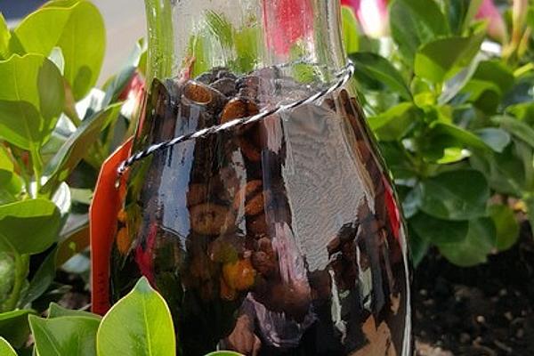 Coffee Teaspoon Schnapps