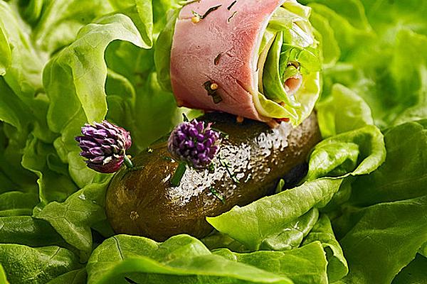 Cucumber Snail