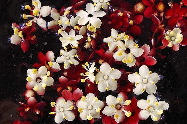 Elderberry Drink