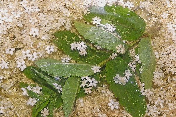 Elderflower Punch